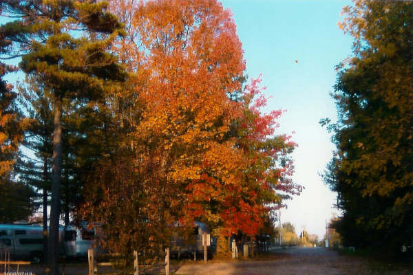 fall_colors