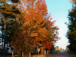 Fall Colors
